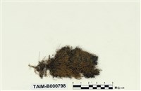 藏品(絲瓜苔)的圖片